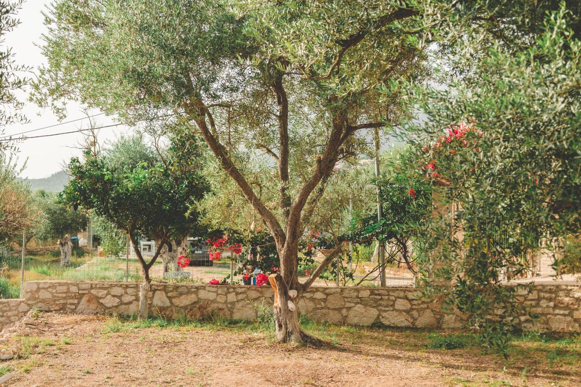 Olive Camping Himarë Exteriér fotografie