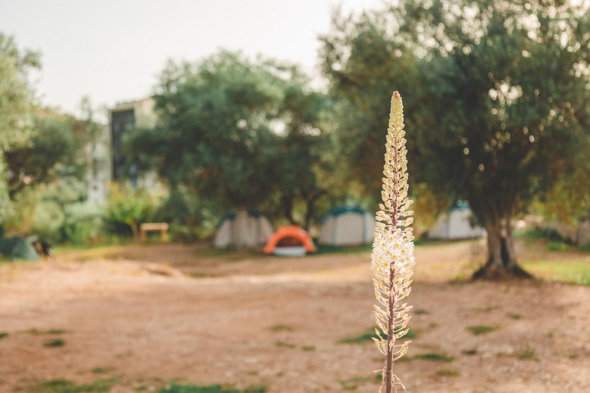Olive Camping Himarë Exteriér fotografie
